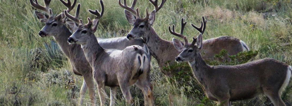 Hunting New Mexico Wildlife Federation New Mexico Wildlife Federation 6846