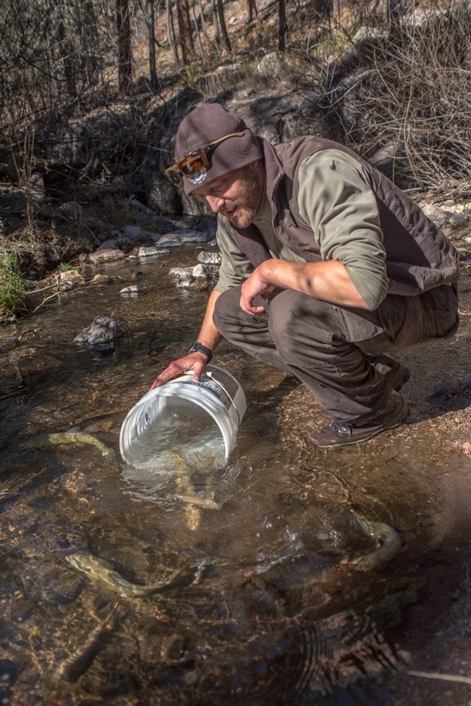 Andy Dean-Gila trout biologist New Mexico Fish and Wildlife Conservation Office-releases Gila trout into Mineral Creek photo Craig Springer USFWS resized
