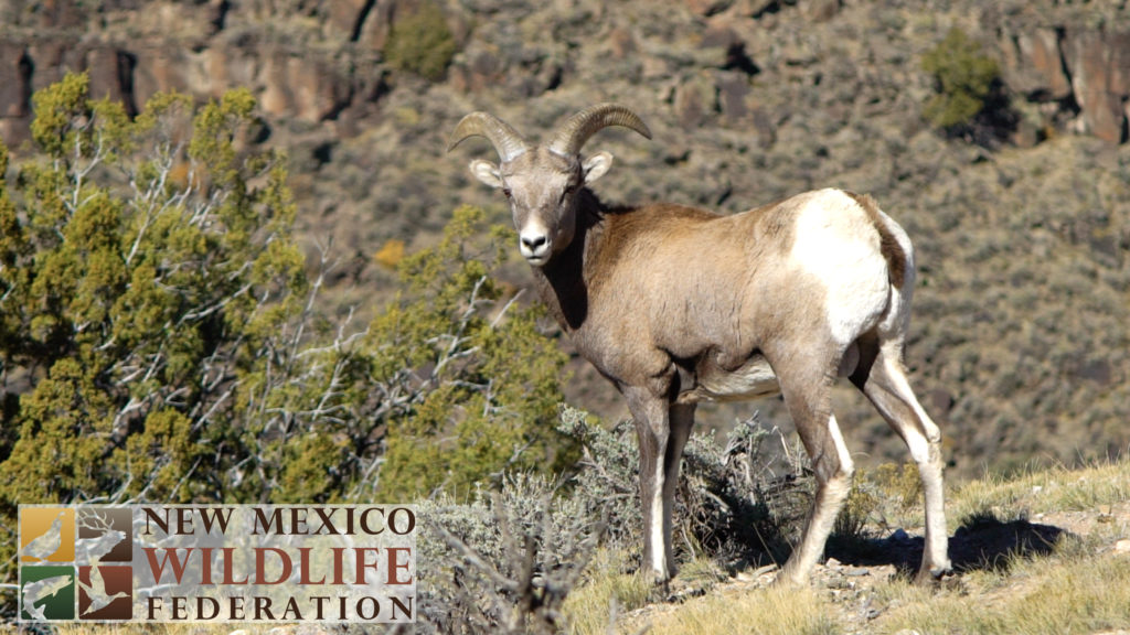 Get To Know Nmwf New Mexico Wildlife Federation New Mexico Wildlife Federation 1020