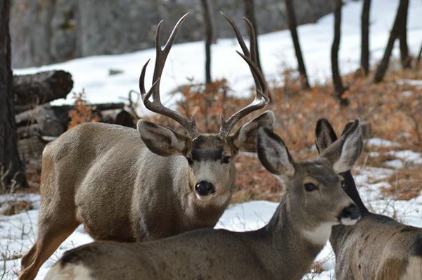 nmwildlife.org